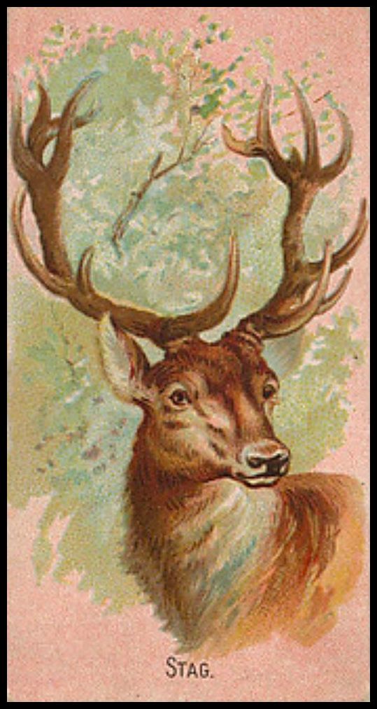 38 Stag